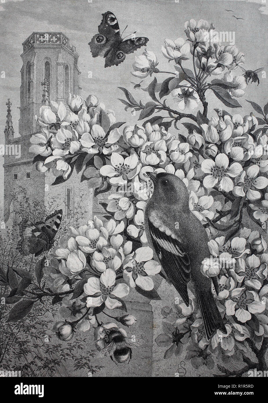 Digital riproduzione migliorata, immagini simboliche per la primavera, fioritura cherrytree con un uccello un una farfalla, originale stampa da l'anno 1880 Foto Stock