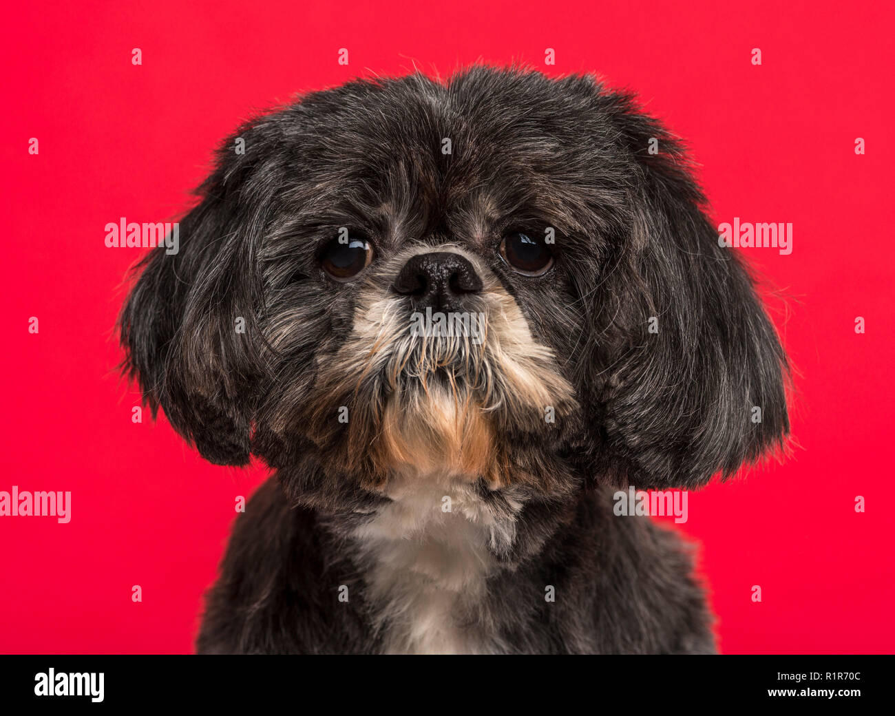 Close-up Shih Tzu (10 anni) nella parte anteriore di uno sfondo rosa Foto Stock