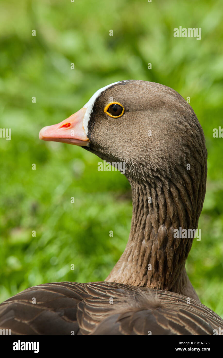 Minor White-fronteggiata Goose (Anser erythropus). Ritratto. Close up. Profilo di testa. Pelle gialla occhio coperchio anello. Foto Stock