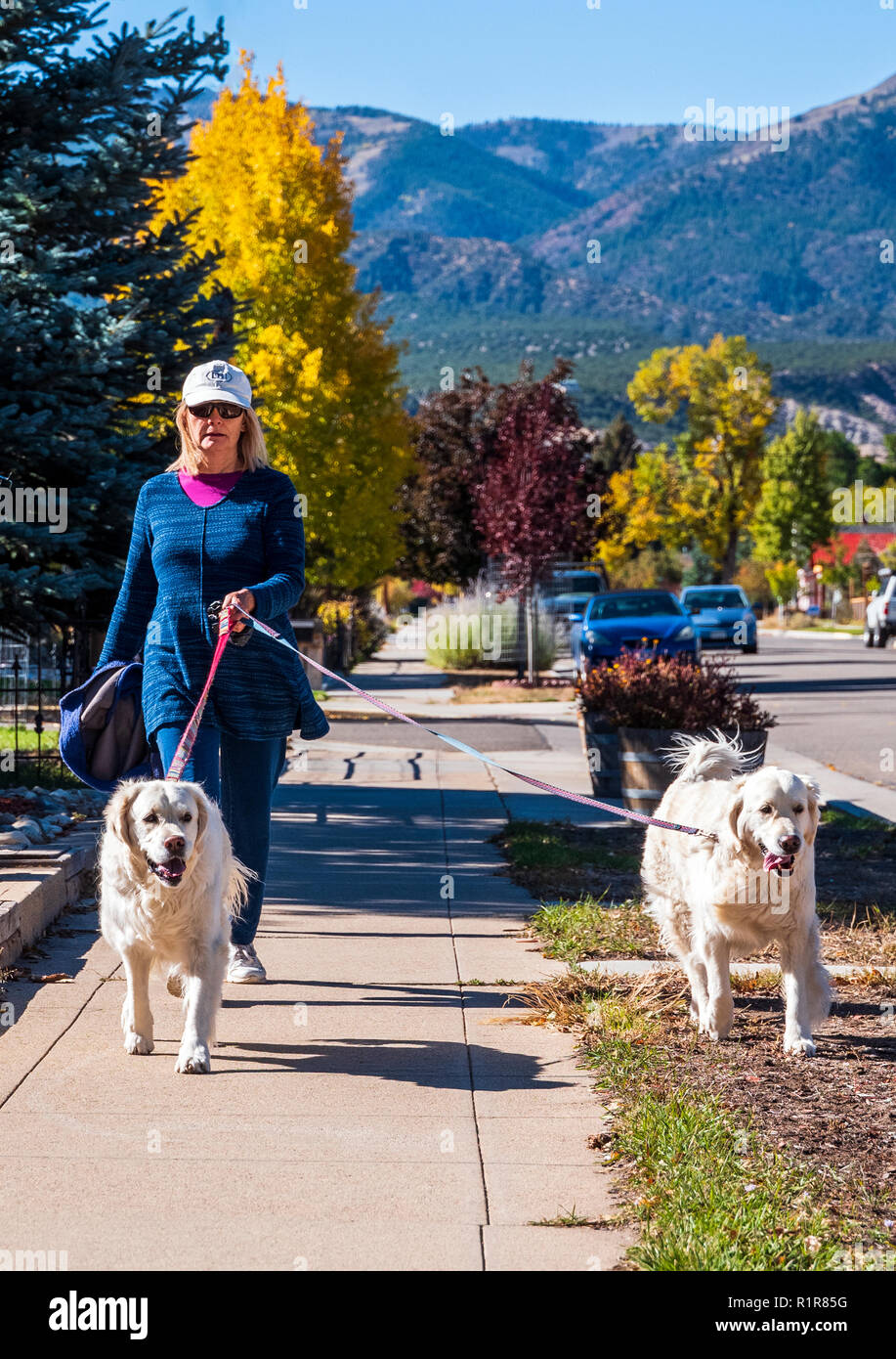 Donna camminando due color platino Golden Retriever cani lungo il marciapiede della città; Salida; Colorado; USA Foto Stock