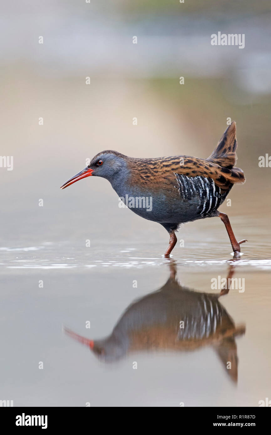 Porciglione (Rallus aquaticus) REGNO UNITO Foto Stock