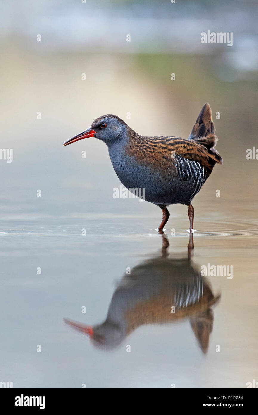 Porciglione (Rallus aquaticus) REGNO UNITO Foto Stock