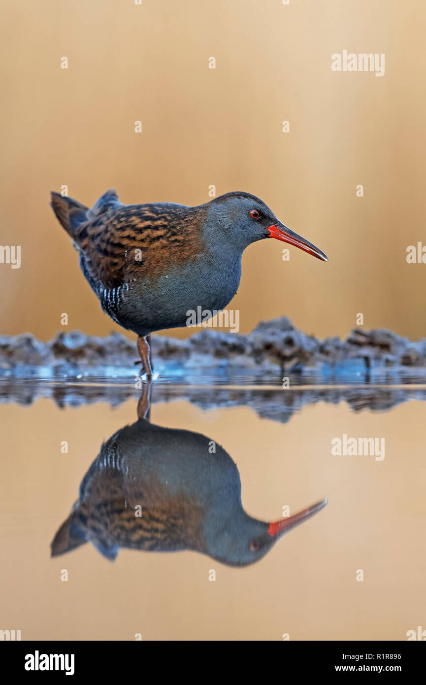 Porciglione (Rallus aquaticus) REGNO UNITO Foto Stock