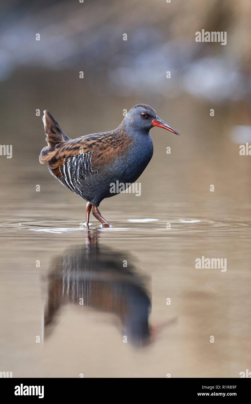 Porciglione (Rallus aquaticus) REGNO UNITO Foto Stock