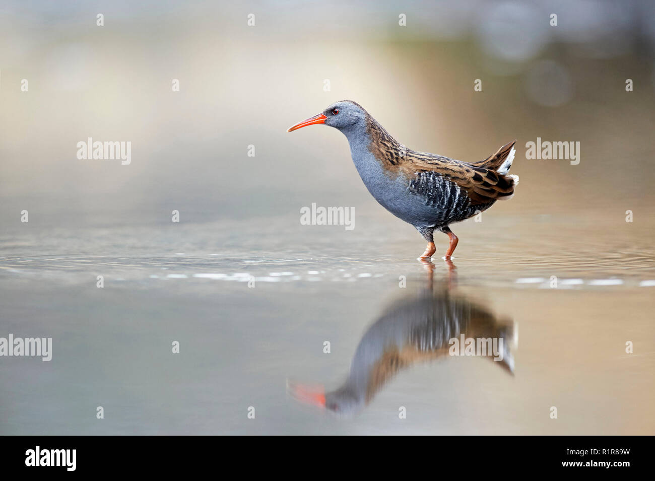 Porciglione (Rallus aquaticus) REGNO UNITO Foto Stock