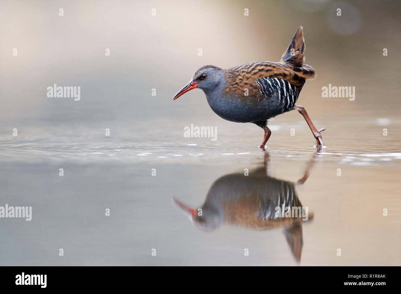 Porciglione (Rallus aquaticus) REGNO UNITO Foto Stock