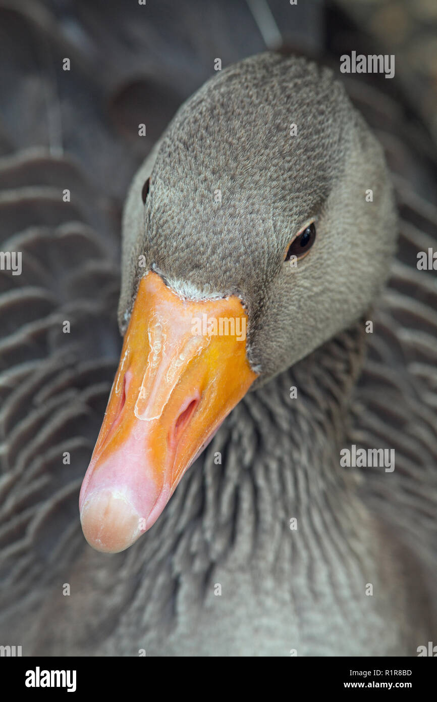 Graylag Goose (Anser anser). Vista dorsale di testa e bill. Foto Stock