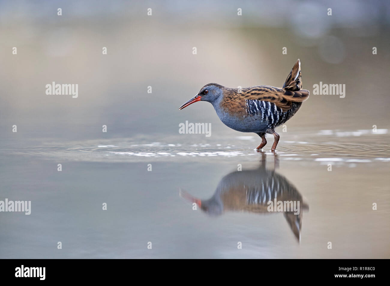 Porciglione (Rallus aquaticus) REGNO UNITO Foto Stock