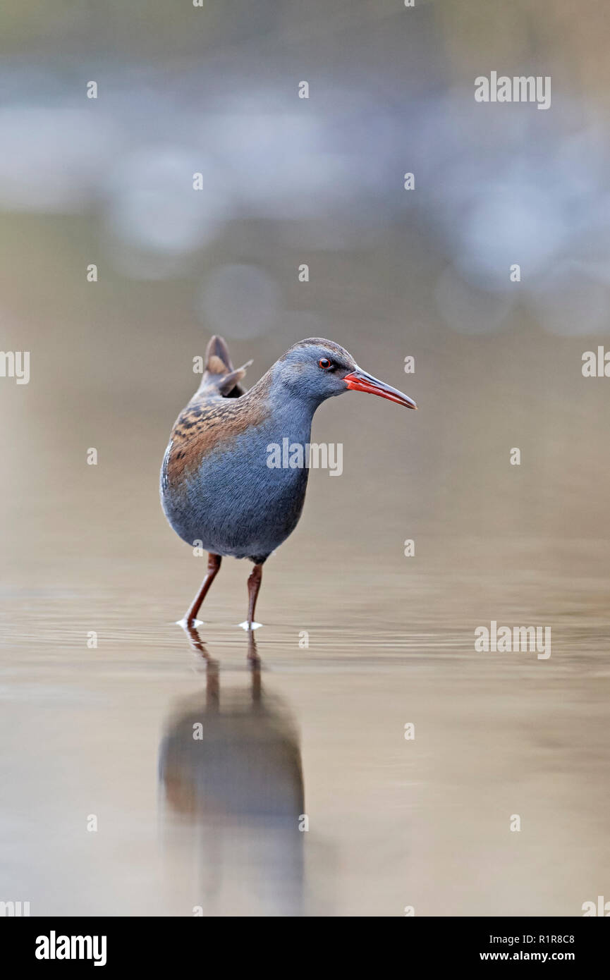 Porciglione (Rallus aquaticus) REGNO UNITO Foto Stock