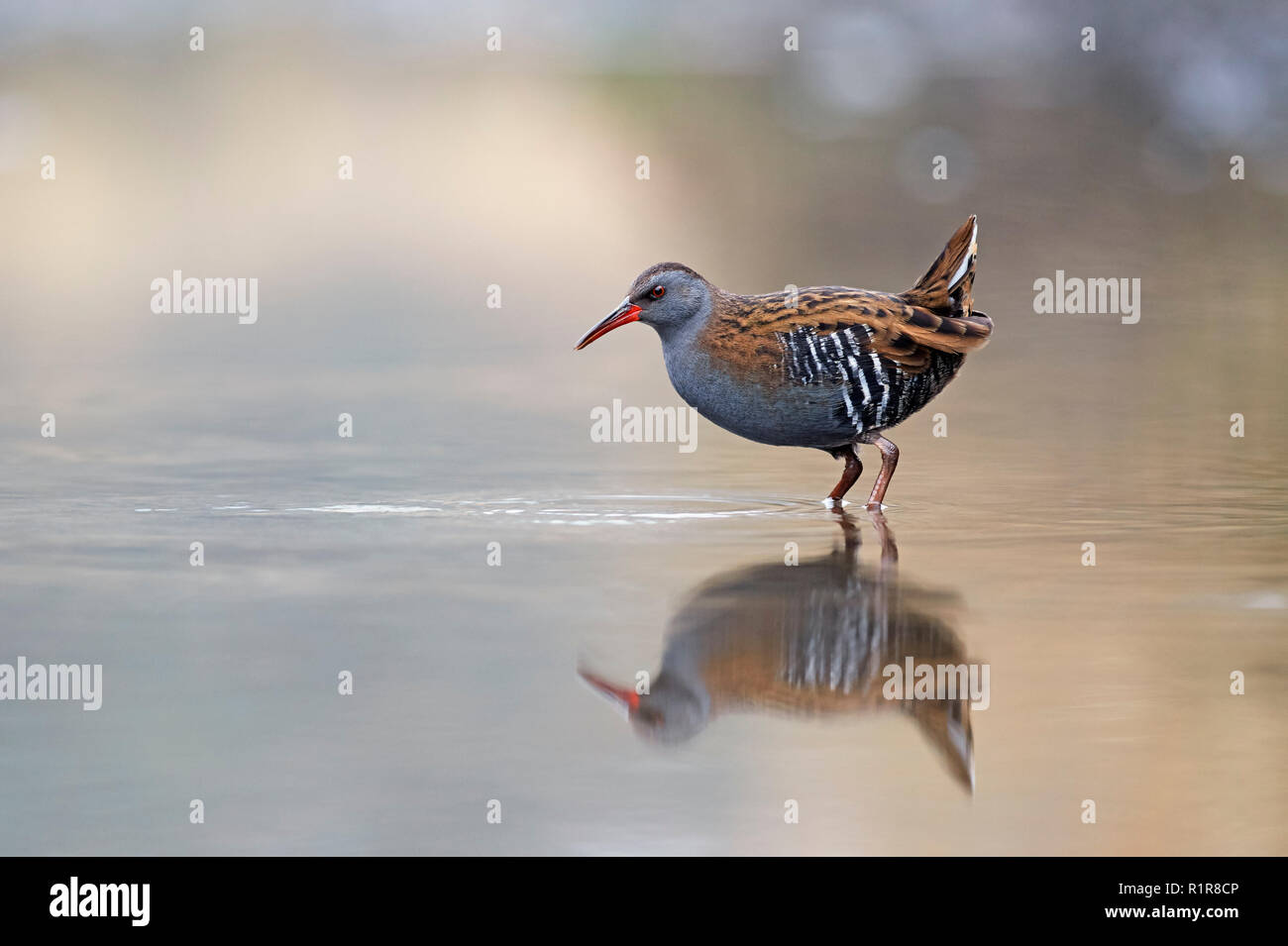 Porciglione (Rallus aquaticus) REGNO UNITO Foto Stock