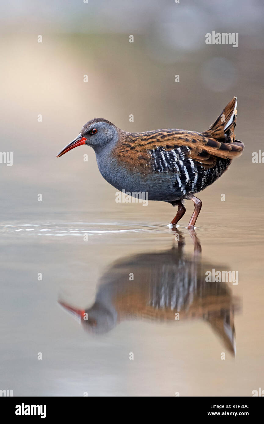 Porciglione (Rallus aquaticus) REGNO UNITO Foto Stock