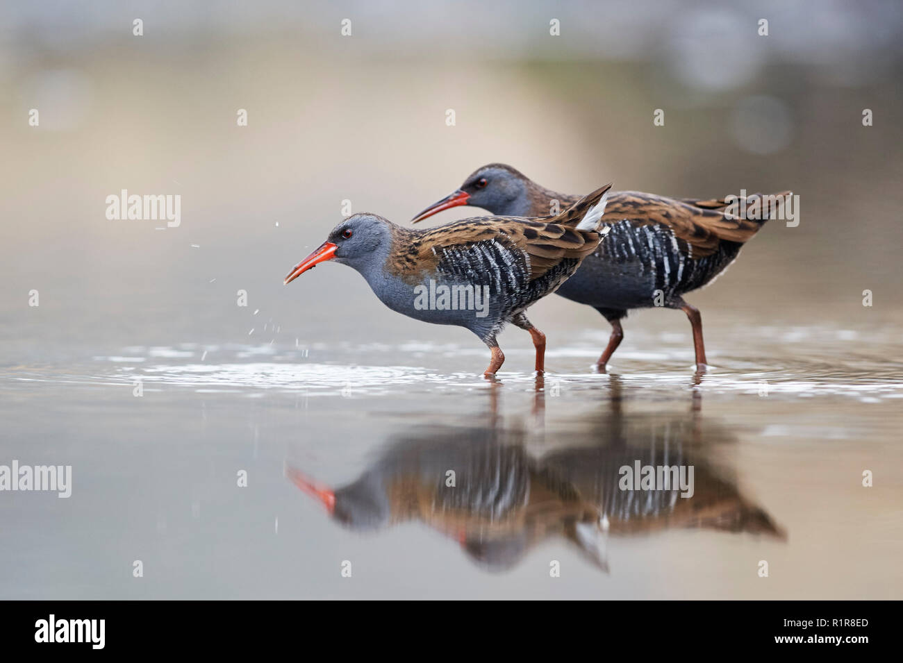 Porciglione (Rallus aquaticus) REGNO UNITO Foto Stock