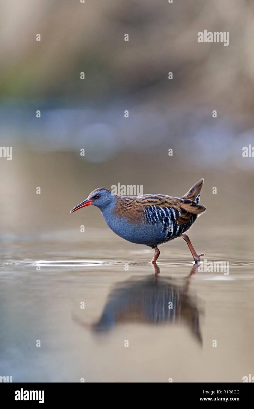 Porciglione (Rallus aquaticus) REGNO UNITO Foto Stock