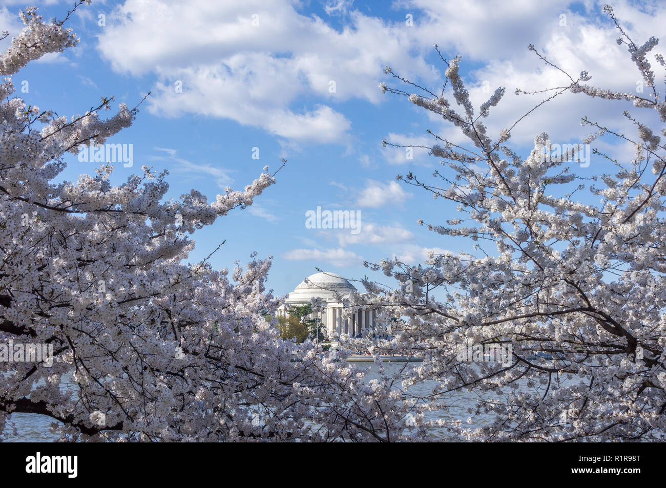 Thomas Jefferson Memorial incorniciato da ciliegi fioriti e nuvolosi cieli blu durante la fioritura dei ciliegi. Foto Stock