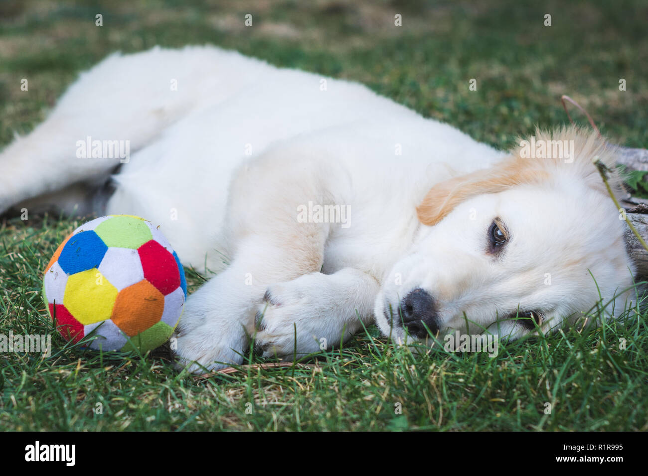 Adorabili golden retriever cucciolo resto sull'erba dopo aver giocato con una palla colorata Foto Stock