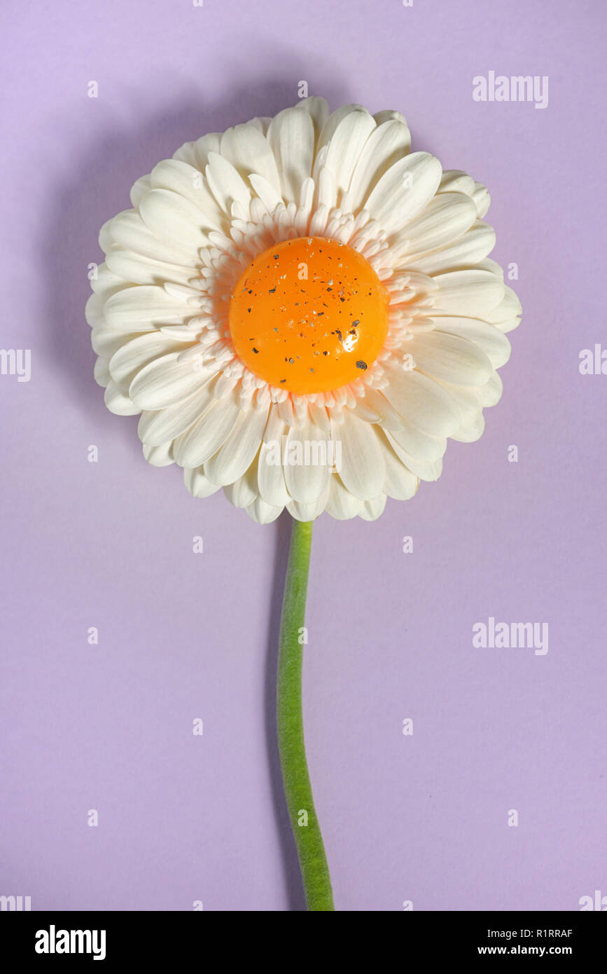 White gerbera daisy fiore e tuorlo giallo Foto Stock