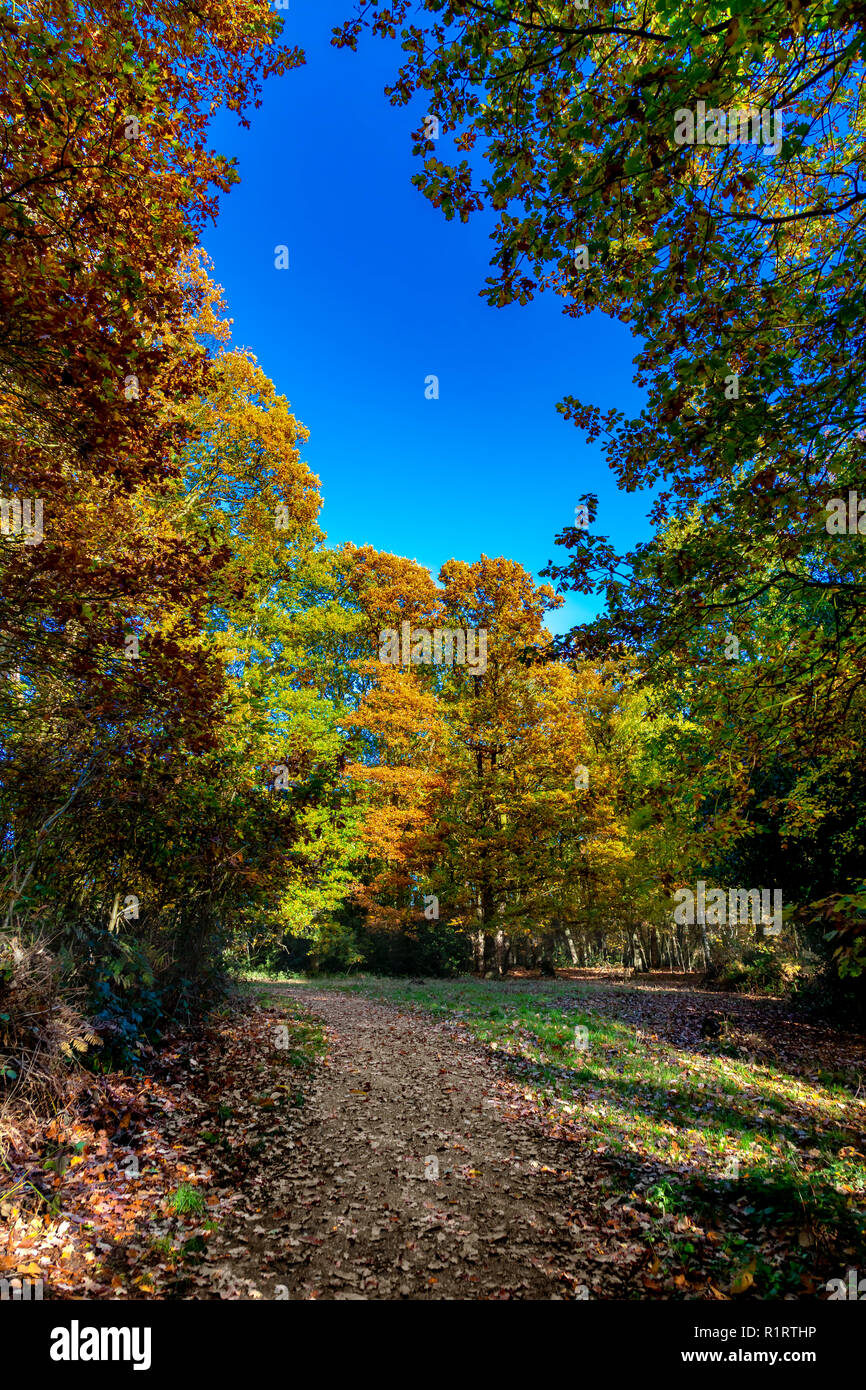 Autunno in Highwoods Country, Colchester, Essex INGHILTERRA Foto Stock