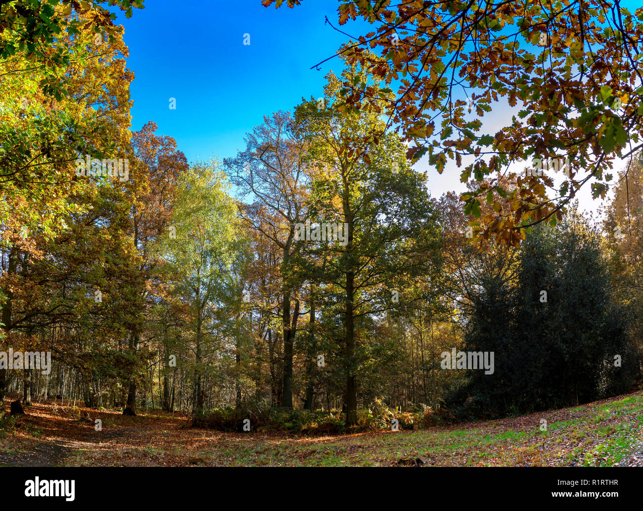 Autunno in Highwoods Country, Colchester, Essex INGHILTERRA Foto Stock