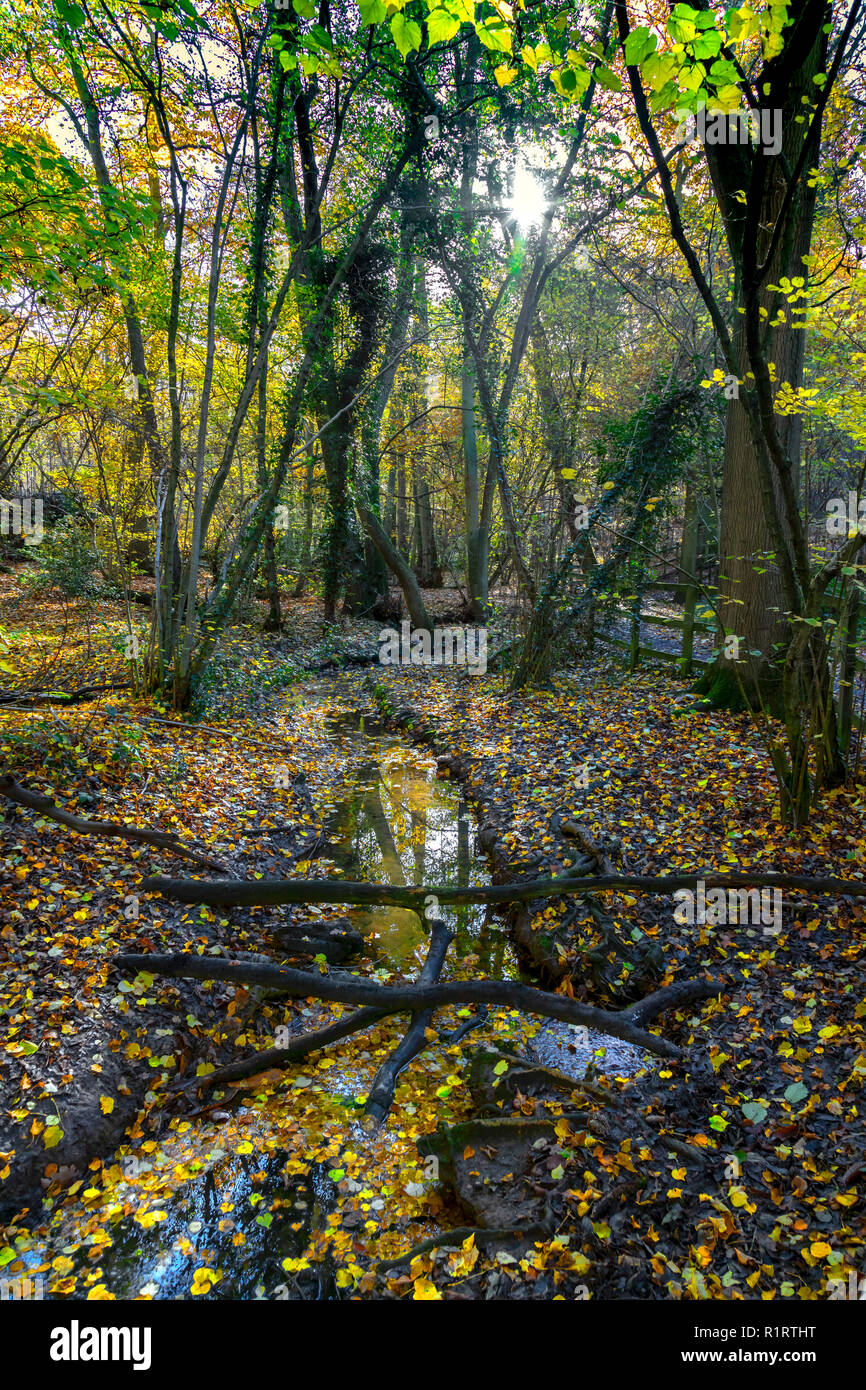 Autunno in Highwoods Country, Colchester, Essex INGHILTERRA Foto Stock
