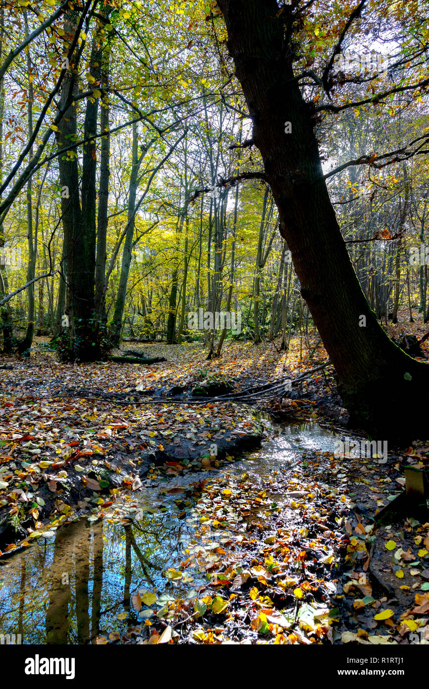 Autunno in Highwoods Country, Colchester, Essex INGHILTERRA Foto Stock