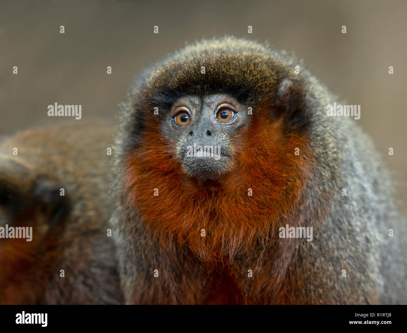 Coppery titi scimmia Callicebus cupreus Foto Stock