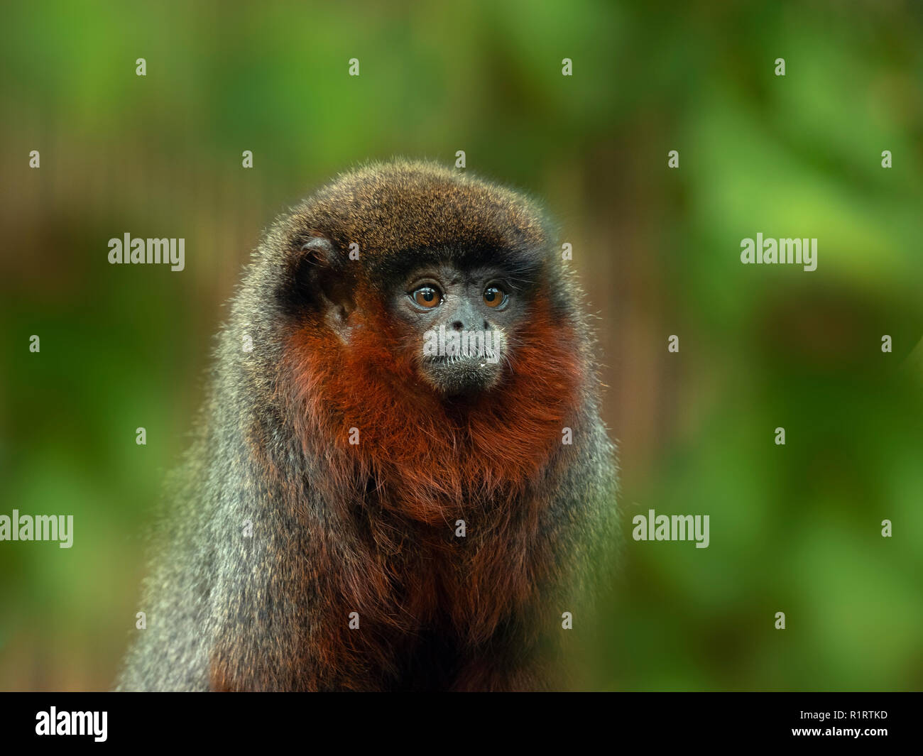 Coppery titi scimmia Callicebus cupreus Foto Stock