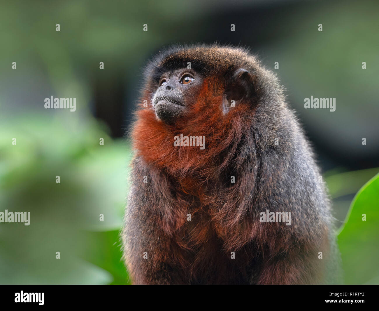 Coppery titi scimmia Callicebus cupreus Foto Stock