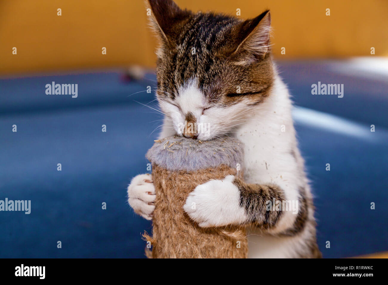 Cat licks erba gatta Nepeta Catar, dolci per animali domestici gatti Foto Stock