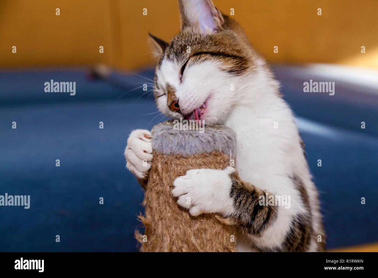 Cat licks erba gatta Nepeta Catar, dolci per animali domestici gatti Foto Stock