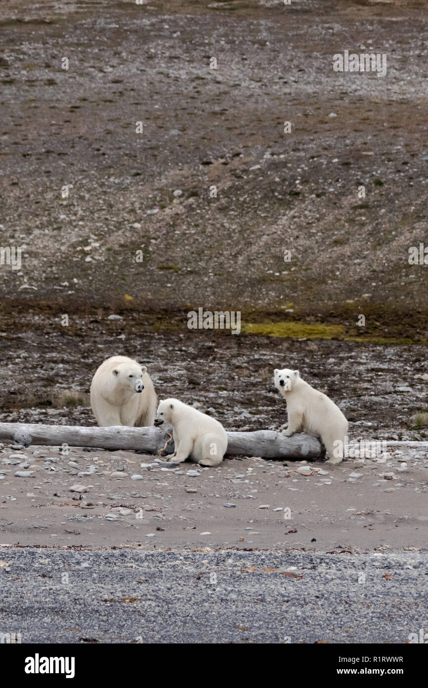 Un orso polare madre e due cuccioli pausa sul litorale. Uno cub gioca con un po' di alghe. La off shore Forlandsundet, Svalbard Foto Stock