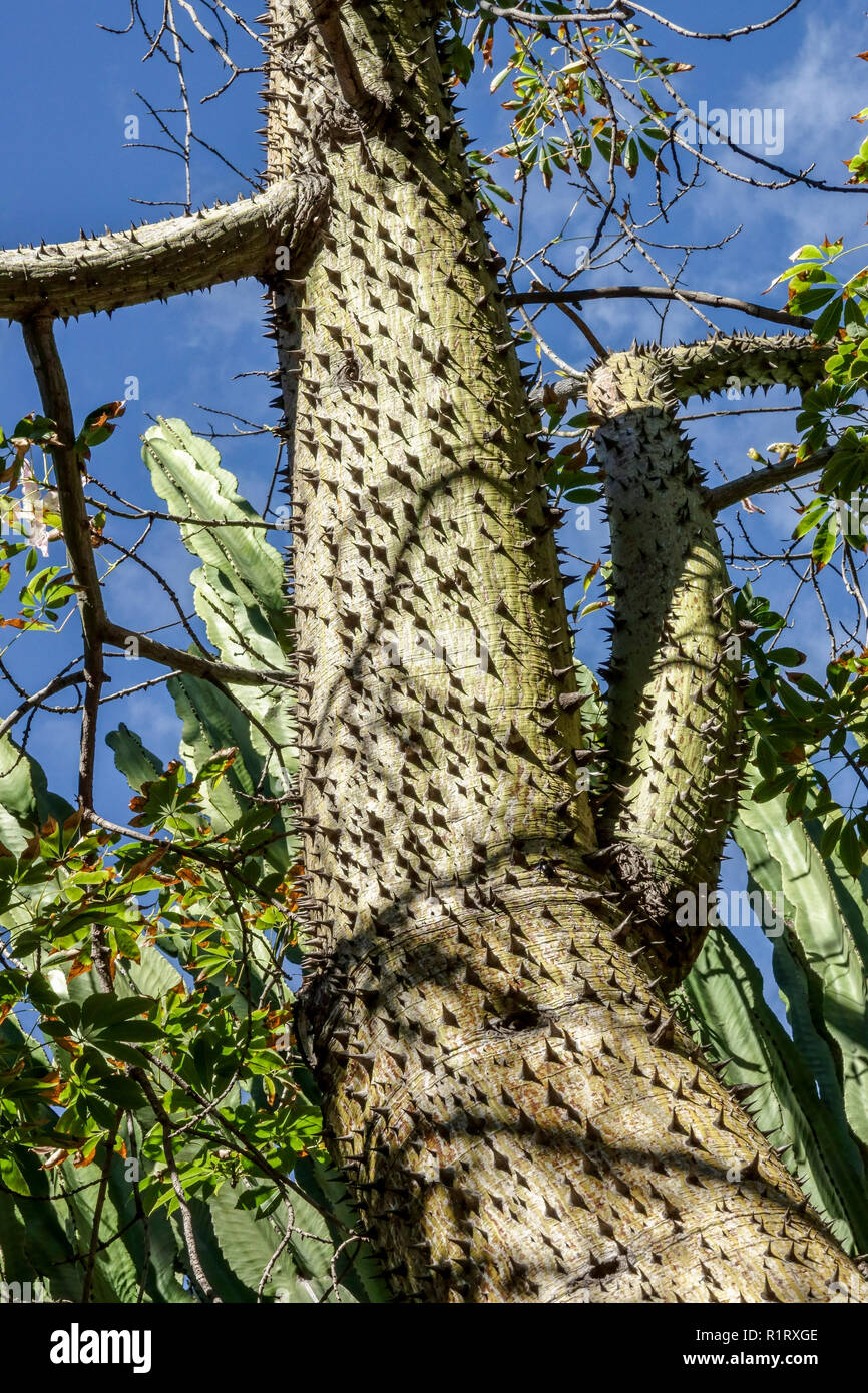 Il filo interdentale in seta albero Ceiba speciosa, trunk con spine, giardino di Elche, Spagna Foto Stock