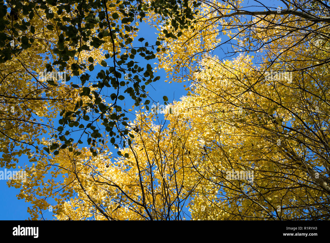 Aspen Tree baldacchino in autunno Milton Park Cambridge Regno Unito 10/11/2018 Foto Stock