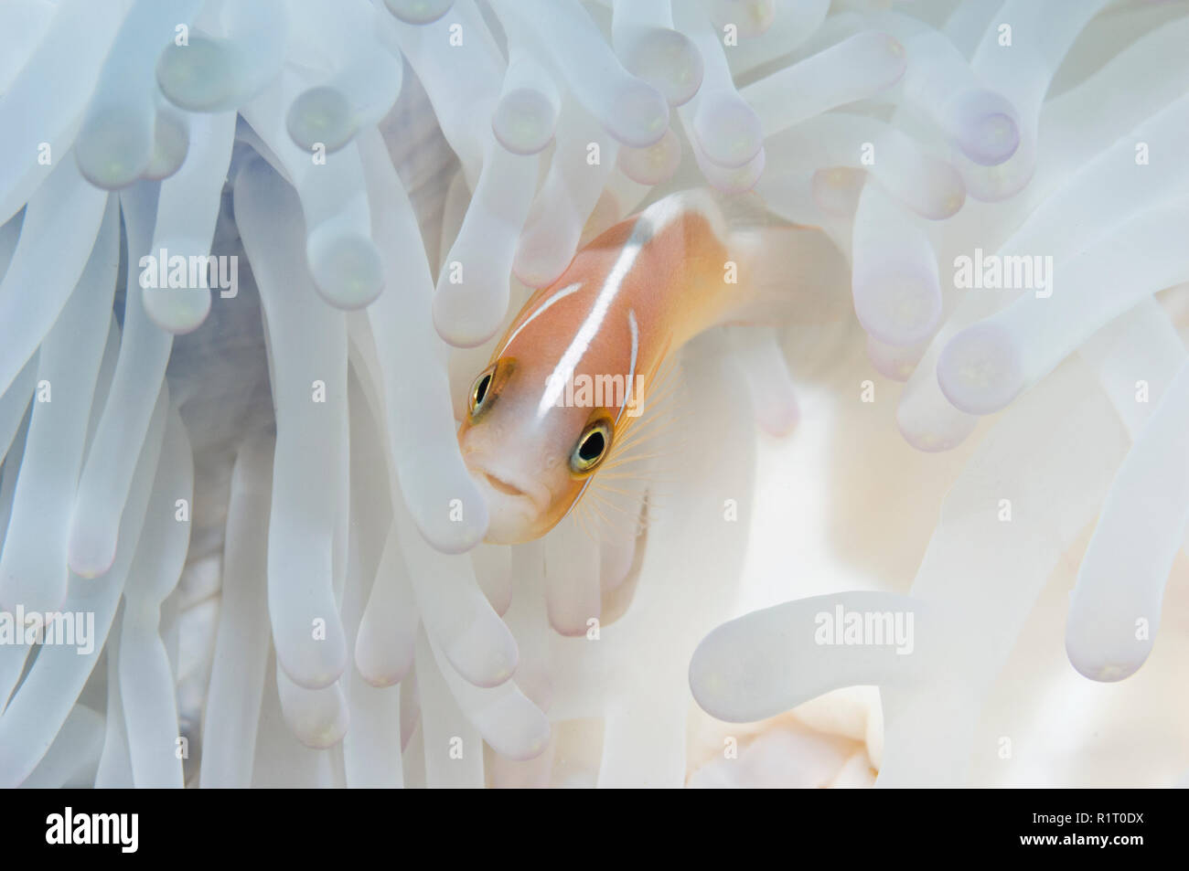 Rosa [anemonefish Amphiprion perideraion] con sbiancata anemone host. Indonesia. Foto Stock