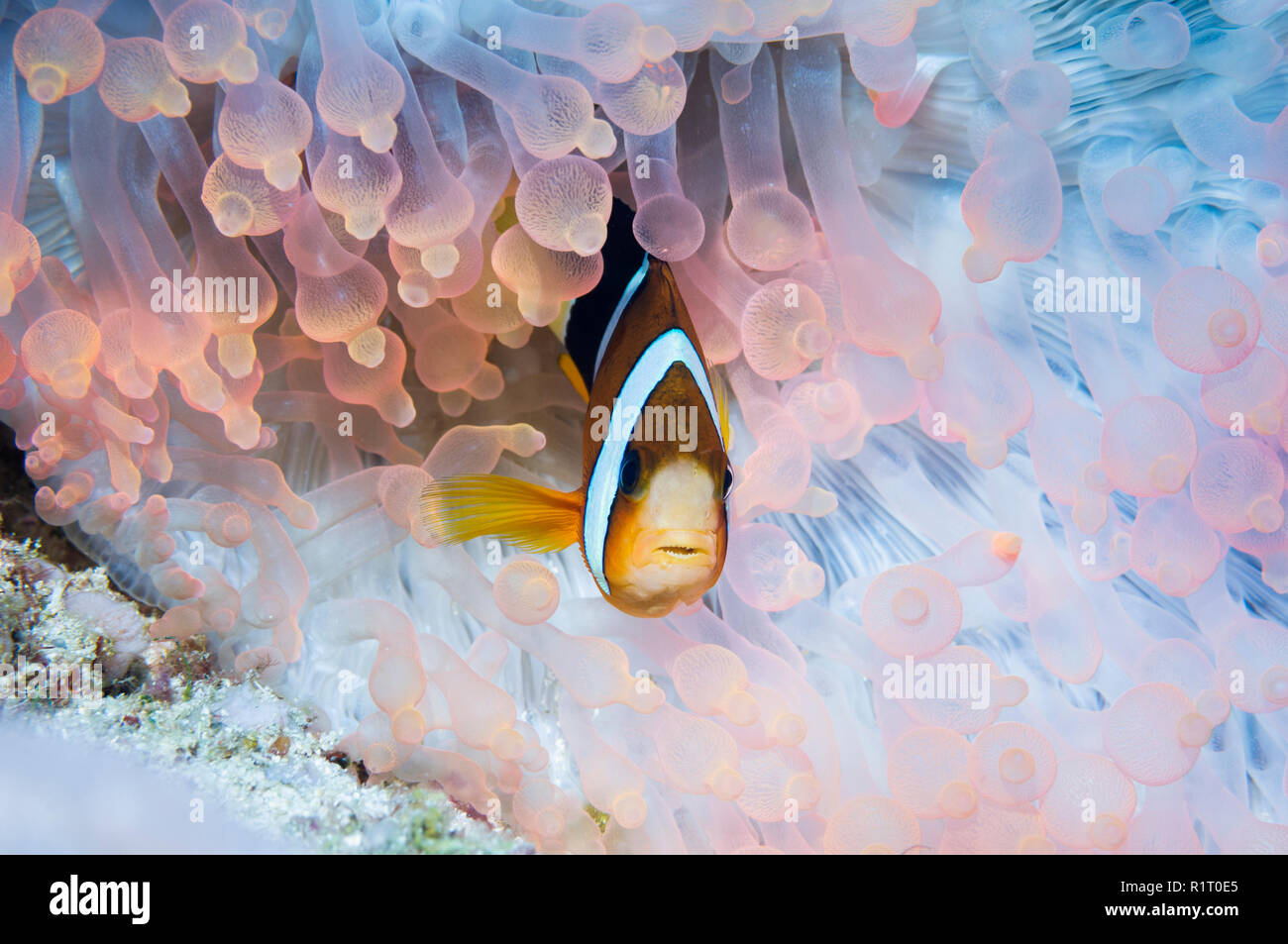 Clark [anemonefish Amphiprion clarkii] con parzialmente sbiancata host anemone di bolla. Papua occidentale, in Indonesia. Foto Stock