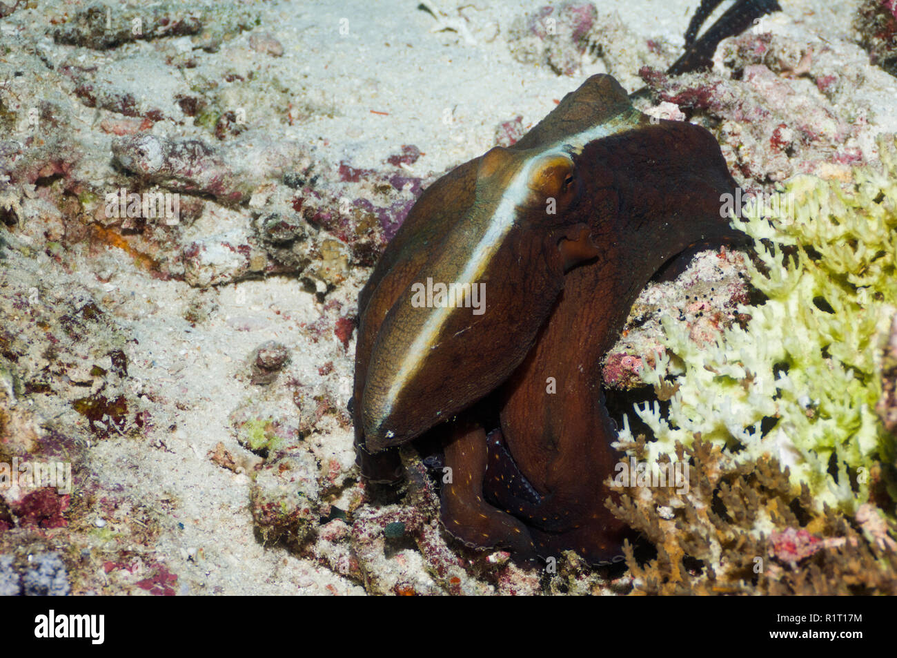 Giorno octopus [Octopus cyanea]. Indonesia, Indo-West pacifico. Foto Stock