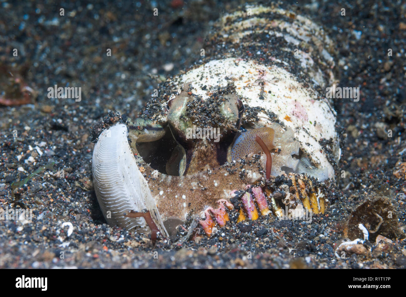 Polpo venato o noce di cocco octopus [Amphioctopus marginatus] nascondere in lattina vuota. Lembeh strait, Nord Sulawesi, Indonesia. Indo-West pacifico. Foto Stock