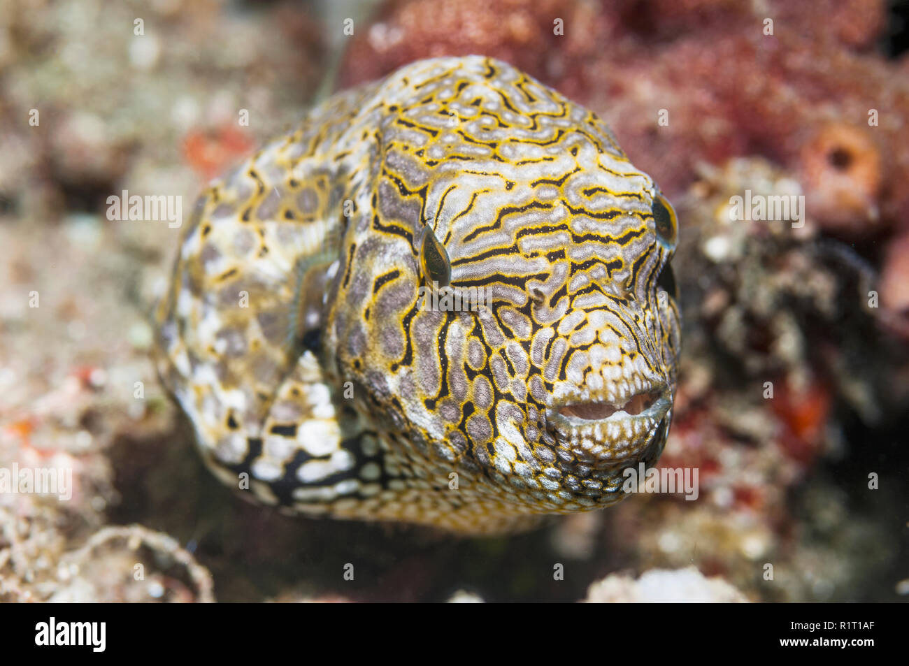 Mappa puffer [Arothron mappa]. Lembeh strait, Nord Sulawesi, Indonesia. Indo-West pacifico. Foto Stock