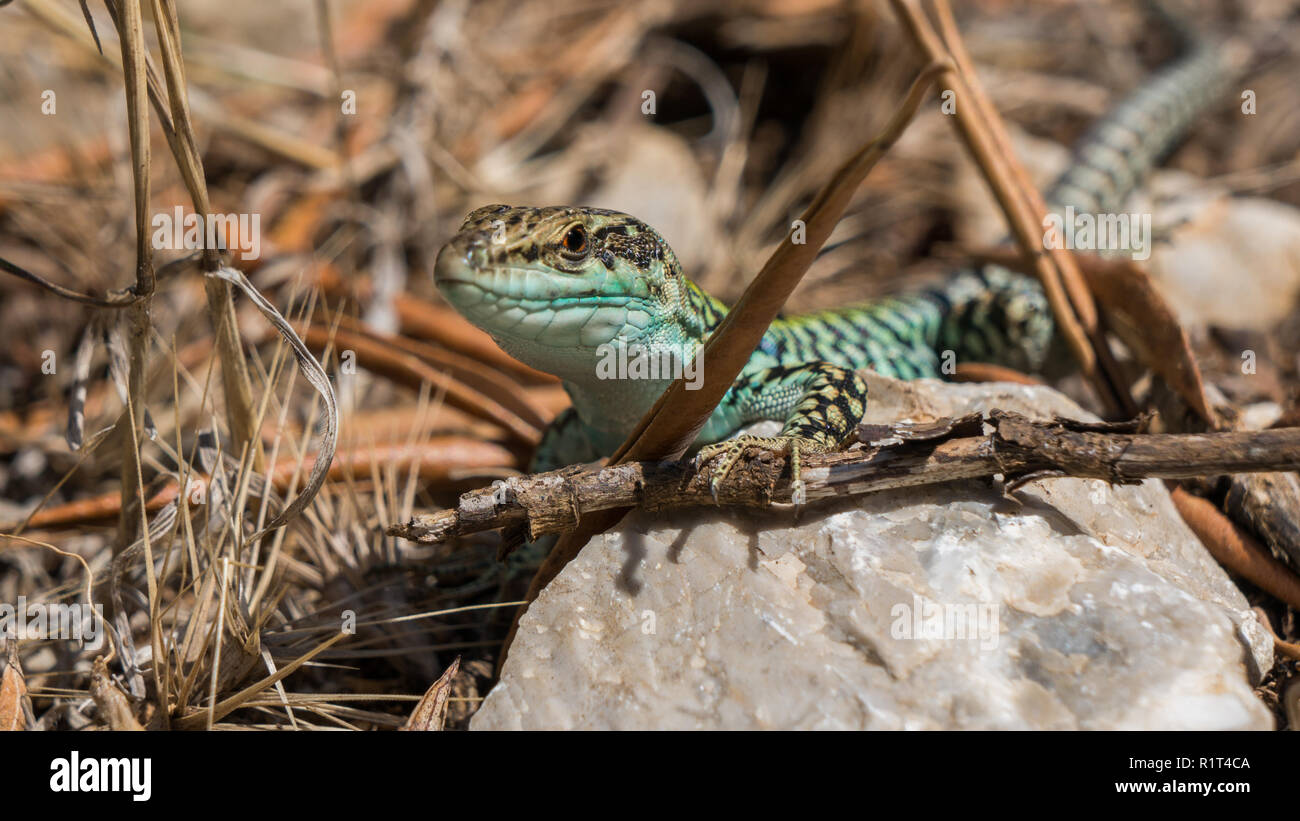 Lucertola colorata seduta sulla pietra marrone godendo del sole mattutino. La fauna selvatica, grave alla ricerca di animale Foto Stock