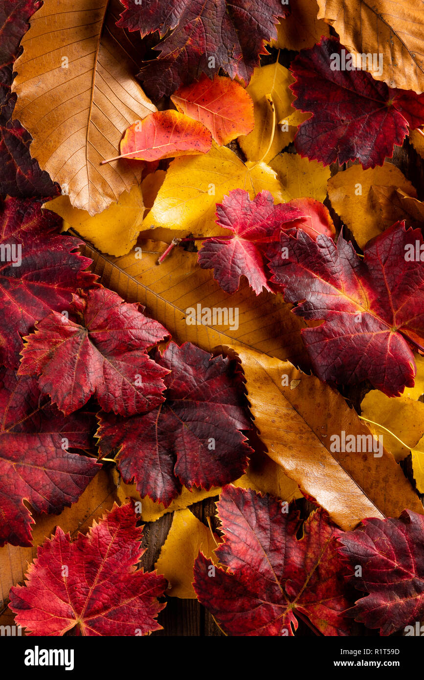 Sfondo di foglie d'autunno immagini e fotografie stock ad alta risoluzione  - Alamy