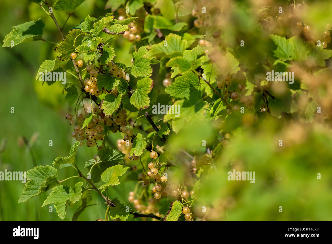 Ribes bianco sul ramo di bush. Ribes bianco sulla boccola. Ribes bianco in giardino. Bacche di estate in Lettonia. Foto Stock