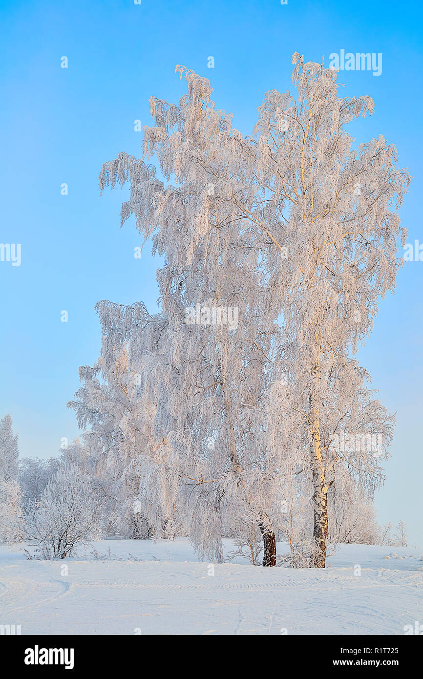 Incantevole paesaggio invernale - alberi di betulla con brina coperto a raggi di sole del tramonto - la favola del gelido inverno natura Foto Stock