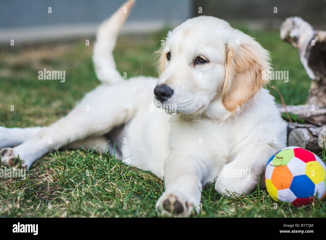 Giovani golden retriever cucciolo resto sull'erba dopo aver giocato con una palla colorata Foto Stock