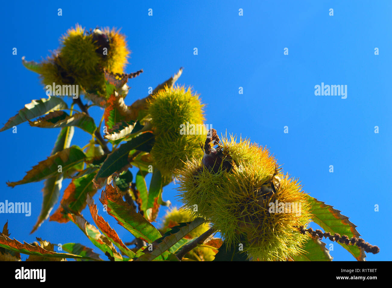 Le castagne mature sui rami di un albero di castagno con cielo blu sullo sfondo. Frutta e cibi d'autunno. Piano medio. Foto Stock