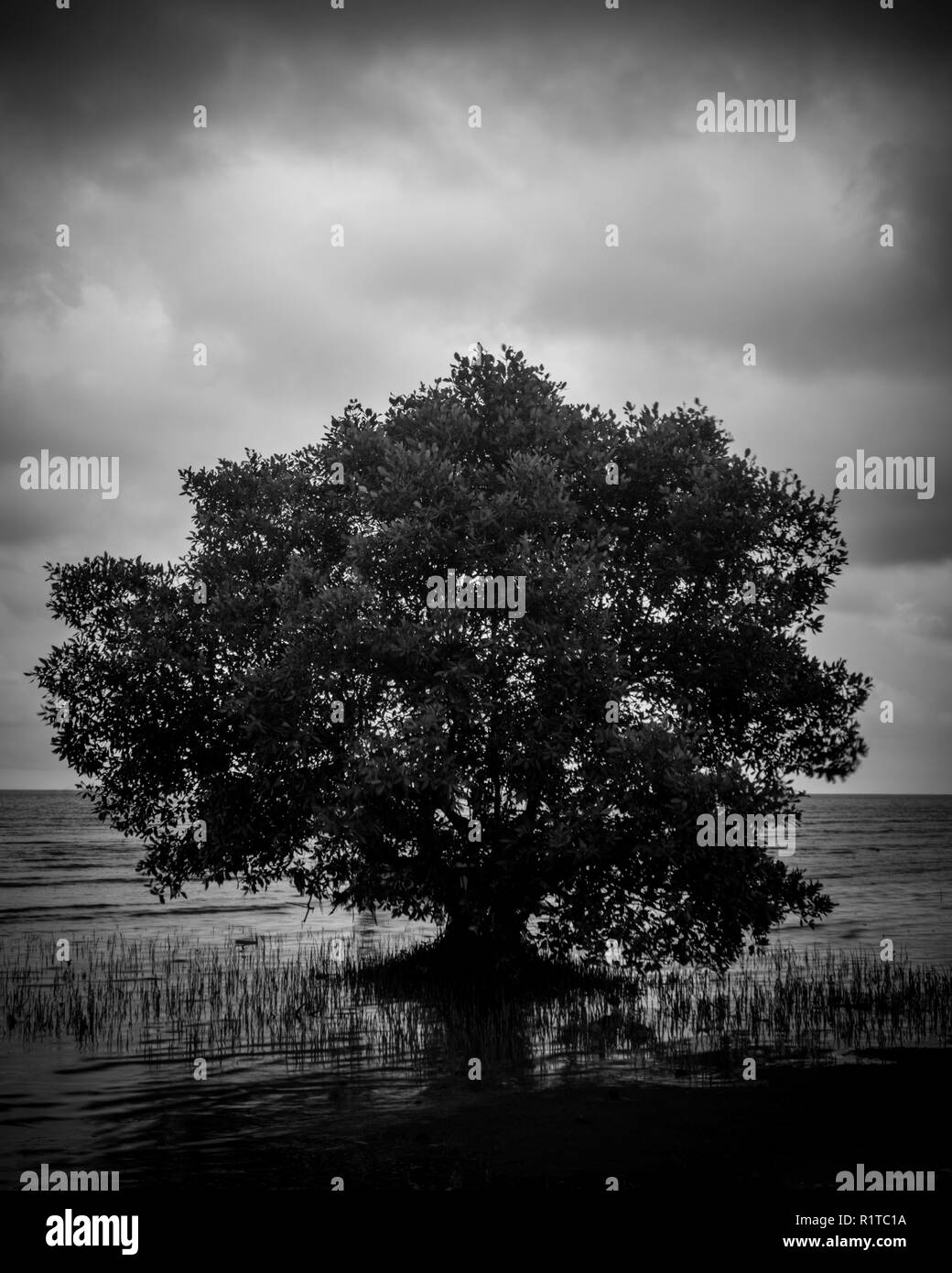 Immagine in bianco e nero di mangroove Tree sulla spiaggia il giorno nuvoloso Foto Stock