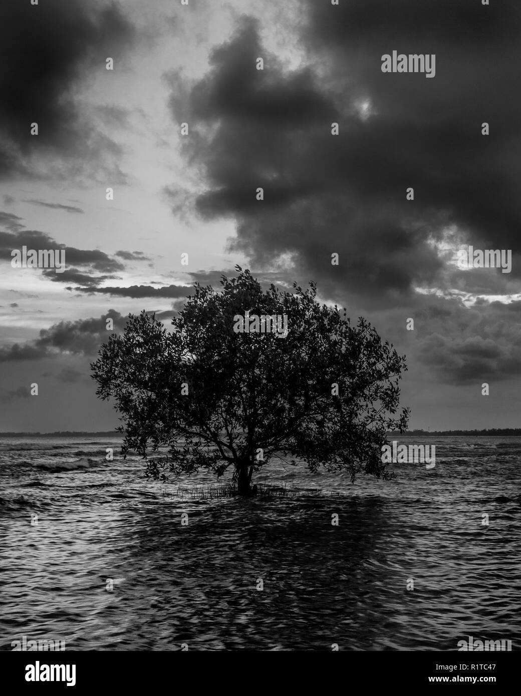 Minimalista immagine in bianco e nero di un albero in spiaggia durante la bassa marea con cielo nuvoloso scuro Foto Stock