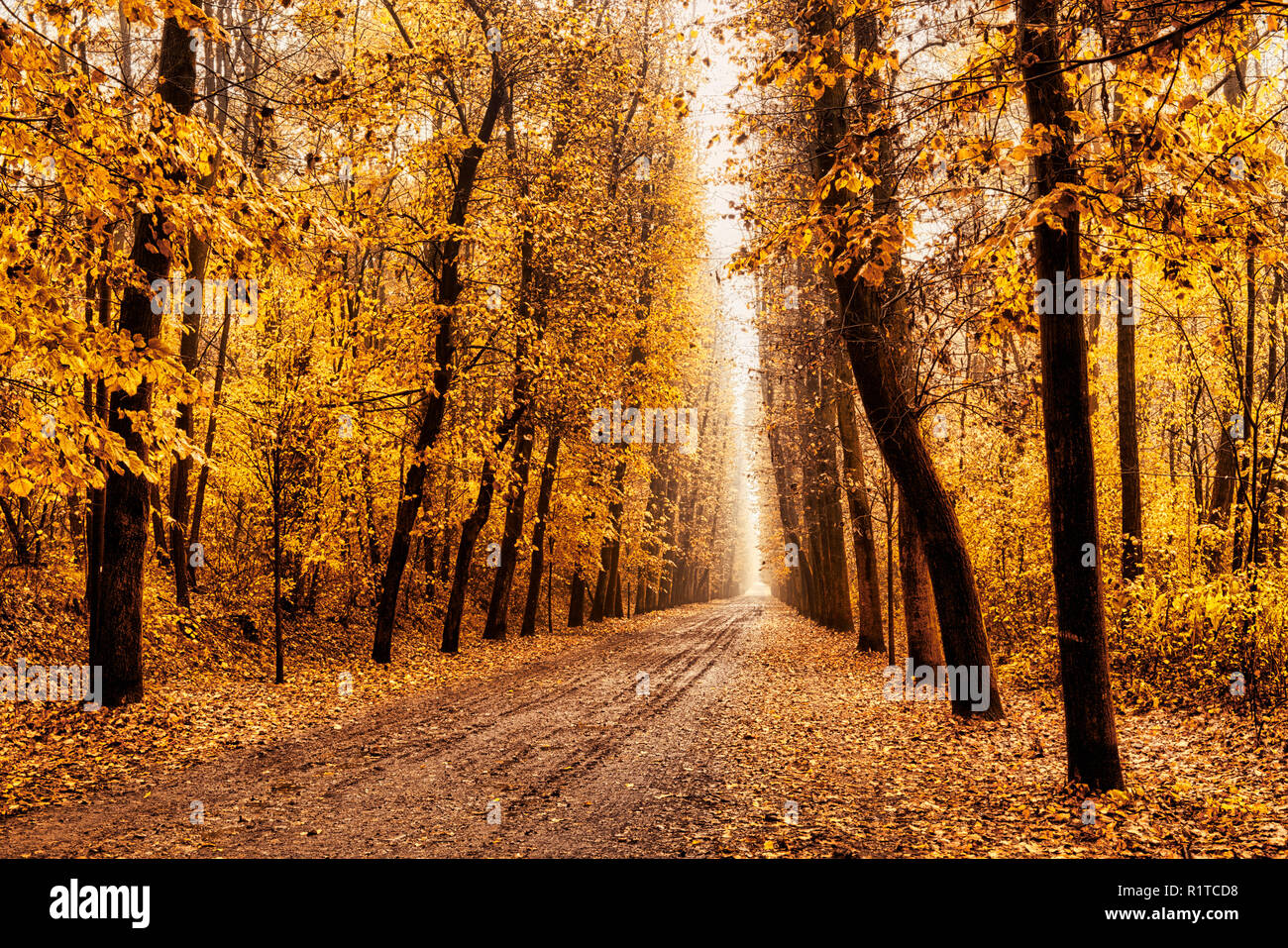 Viale alberato in autunno su un nebbioso pomeriggio di novembre Foto Stock