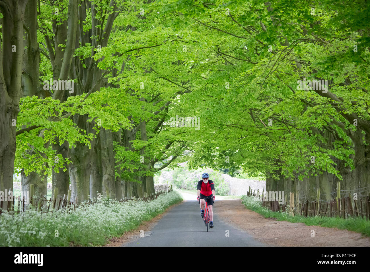Ciclista touring Cotswolds in sella alla sua moto lungo un viale di alberi in un vicolo del paese a Asthall, Inghilterra Foto Stock