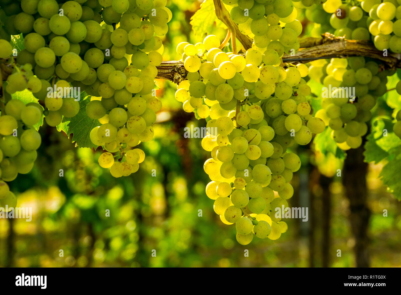 Maturo deliziosa uva sana nella stagione del raccolto in luce calda del sole Foto Stock