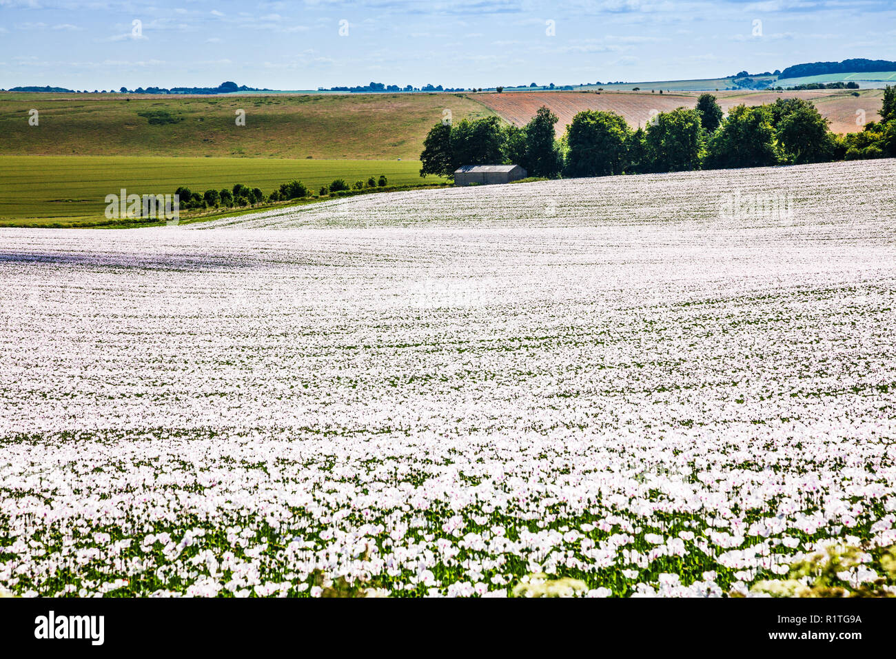 Un campo di coltivare papaveri bianchi sui bassi di Marlborough nel Wiltshire. Foto Stock