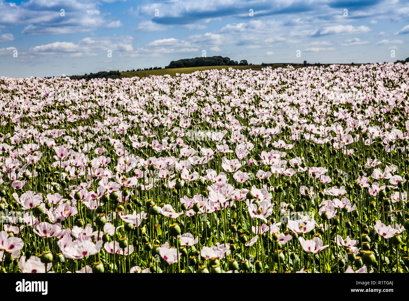 Un campo di coltivare papaveri bianchi sui bassi di Marlborough nel Wiltshire. Foto Stock